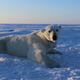 Polar bear wearing a GPS video-camera collar on the sea ice of the Beaufort Sea. Photo Courtesy: Anthony Pagano, USGS